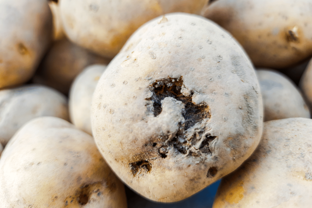 potato tuber with common scab disease.png